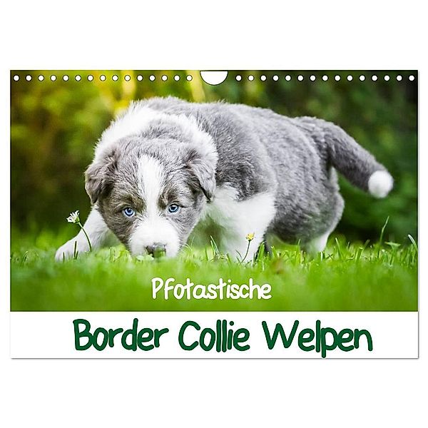 Pfotastische Border Collie Welpen (Wandkalender 2024 DIN A4 quer), CALVENDO Monatskalender, Andrea Mayer