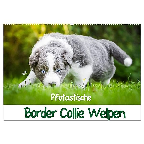 Pfotastische Border Collie Welpen (Wandkalender 2024 DIN A2 quer), CALVENDO Monatskalender, Andrea Mayer