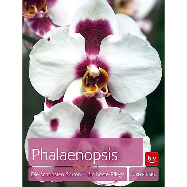 Phalaenopsis, Jörn Pinske