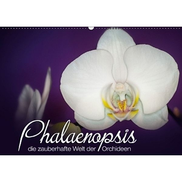 Phalaenopsis - die zauberhafte Welt der Orchideen (Wandkalender 2016 DIN A2 quer), Deborah Strehl