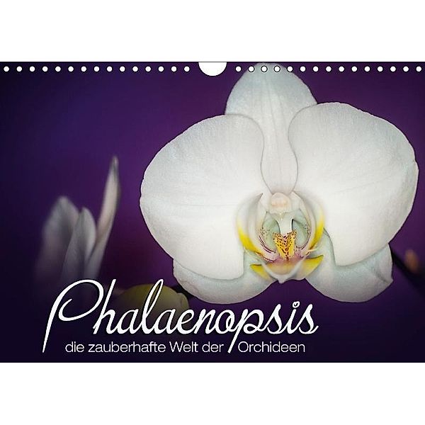 Phalaenopsis - die zauberhafte Welt der Orchideen (Wandkalender 2017 DIN A4 quer), Deborah Strehl