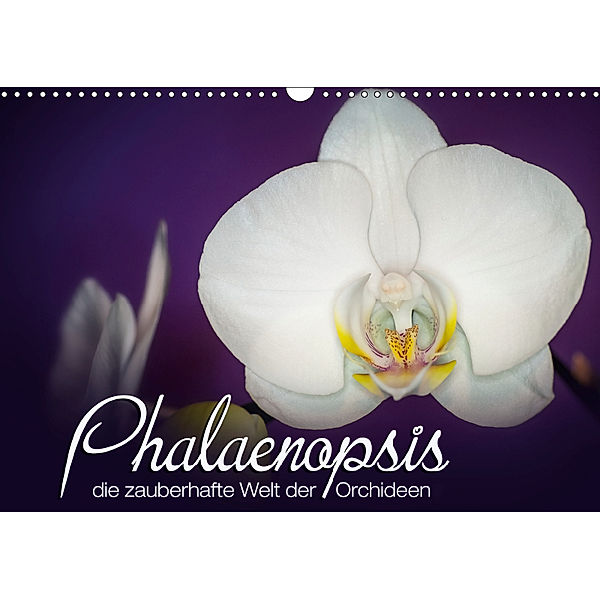 Phalaenopsis - die zauberhafte Welt der Orchideen (Wandkalender 2019 DIN A3 quer), Deborah Strehl