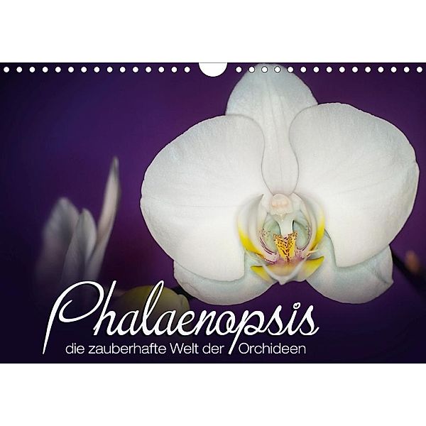 Phalaenopsis - die zauberhafte Welt der Orchideen (Wandkalender 2020 DIN A4 quer), Deborah Strehl