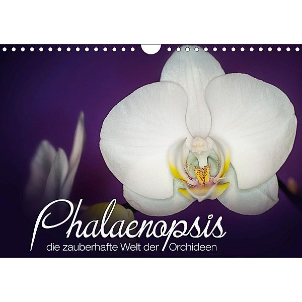 Phalaenopsis - die zauberhafte Welt der Orchideen (Wandkalender 2021 DIN A4 quer), Deborah Strehl