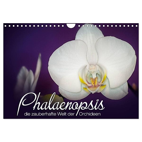 Phalaenopsis - die zauberhafte Welt der Orchideen (Wandkalender 2024 DIN A4 quer), CALVENDO Monatskalender, Deborah Strehl