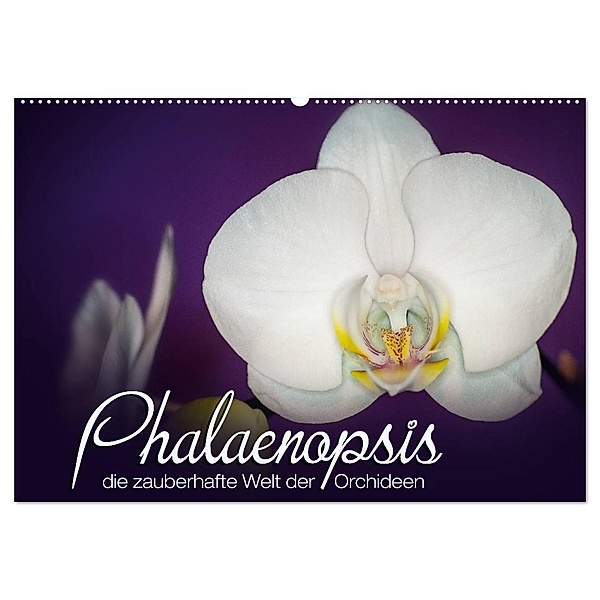 Phalaenopsis - die zauberhafte Welt der Orchideen (Wandkalender 2024 DIN A2 quer), CALVENDO Monatskalender, Deborah Strehl