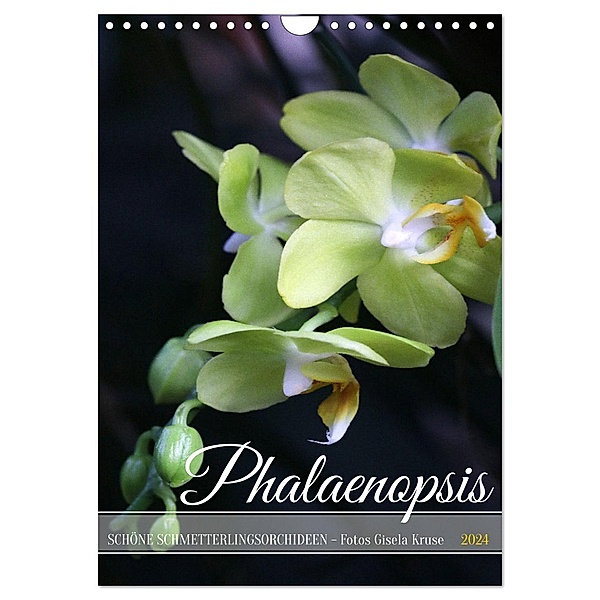 Phalaenopsis - Schöne Schmetterlingsorchideen (Wandkalender 2024 DIN A4 hoch), CALVENDO Monatskalender, Calvendo, Gisela Kruse