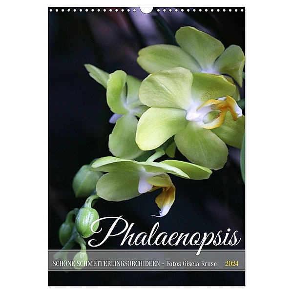 Phalaenopsis - Schöne Schmetterlingsorchideen (Wandkalender 2024 DIN A3 hoch), CALVENDO Monatskalender, Calvendo, Gisela Kruse