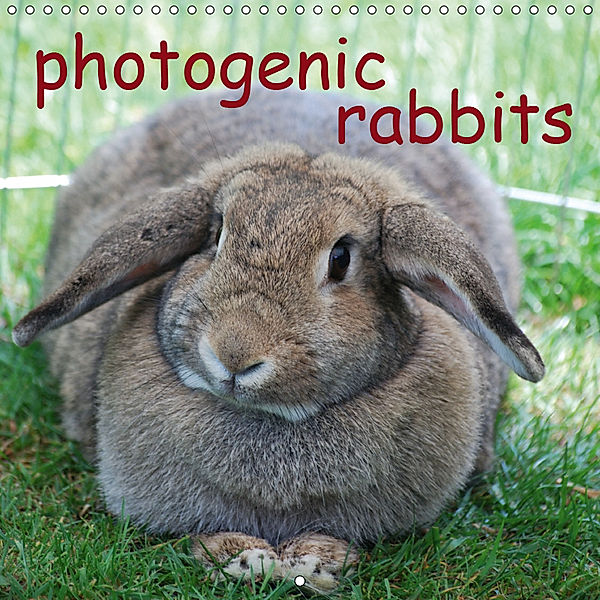 photogenic rabbits (Wall Calendar 2019 300 × 300 mm Square), Miriam Kaina