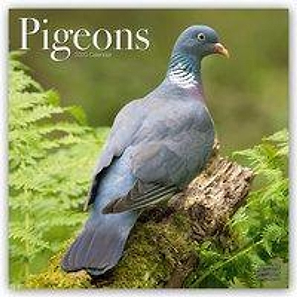 Pigeons 2020, Avonside Publishing