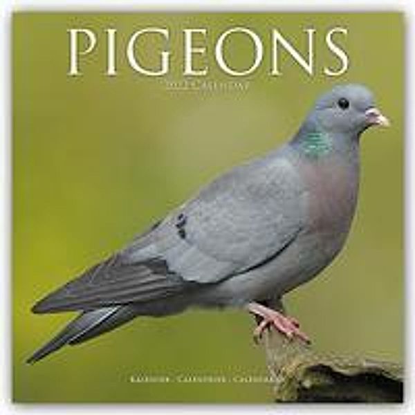 Pigeons - Tauben 2022, Avonside Publishing Ltd