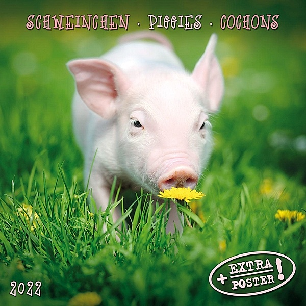 Piggies/Schweinchen 2022