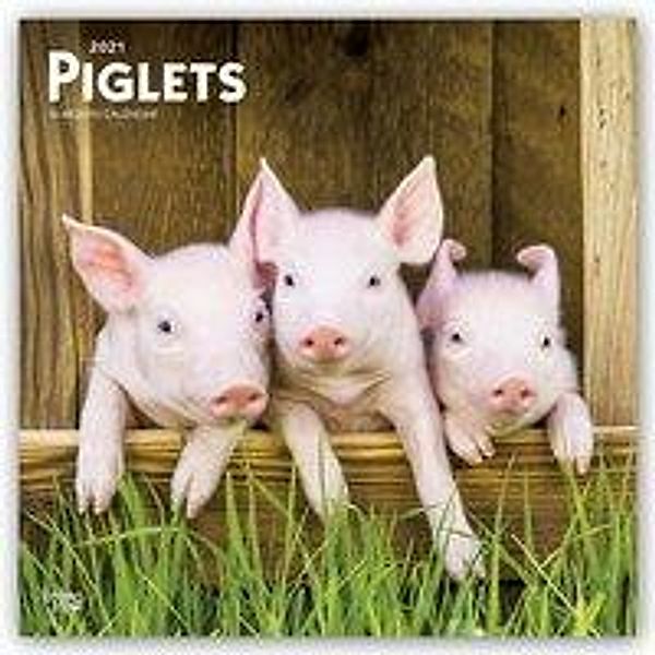 Piglets - Ferkel Schweine 2021- 16-Monatskalender, Brown Trout Publisher