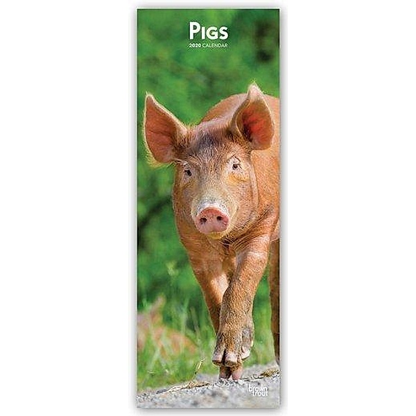 Pigs 2020, BrownTrout Publishers