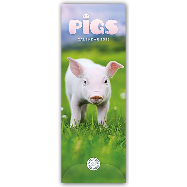 Pigs - Ferkel - Schweinchen 2025 - Slimline-Kalender, Carousel Calendar