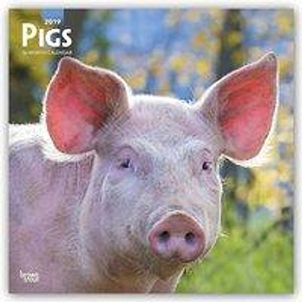 Pigs - Schweine 2019 - 18-Monatskalender