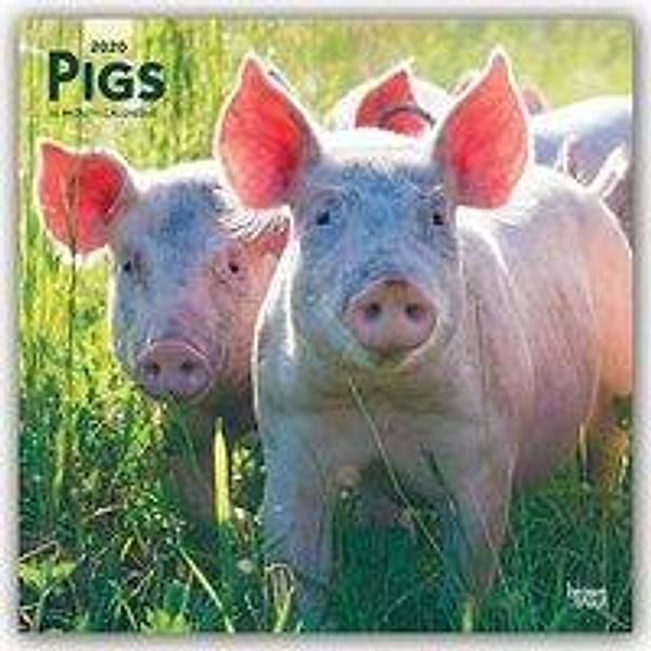 Pigs - Schweine 2020 - 16-Monatskalender, BrownTrout Publisher