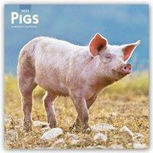 Pigs - Schweine 2021- 16-Monatskalender, BrownTrout Publisher