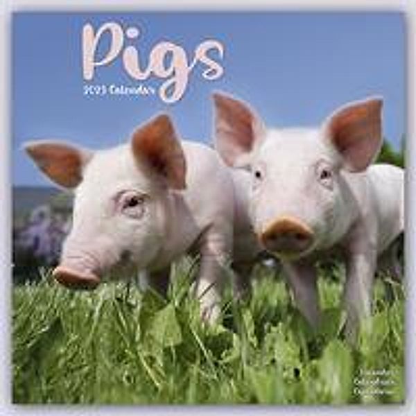 Pigs - Schweine 2023- 16-Monatskalender, Avonside Publishing Ltd