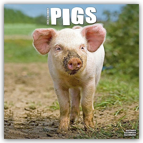 Pigs - Schweine 2024 - 16-Monatskalender, Avonside Publishing Ltd
