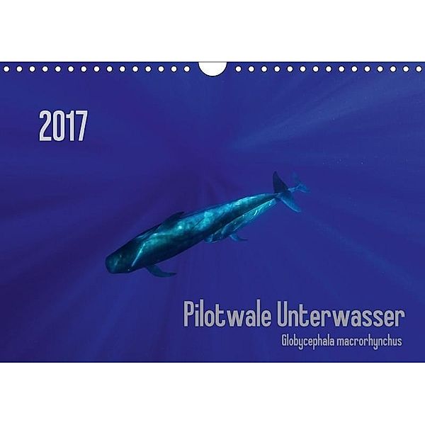 Pilotwale Unterwasser - Globicephala macrorhynchus (Wandkalender 2017 DIN A4 quer), Claudia Weber-Gebert