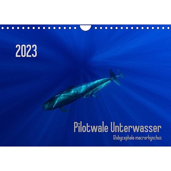 Pilotwale Unterwasser - Globicephala macrorhynchus (Wandkalender 2023 DIN A4 quer), Claudia Weber-Gebert