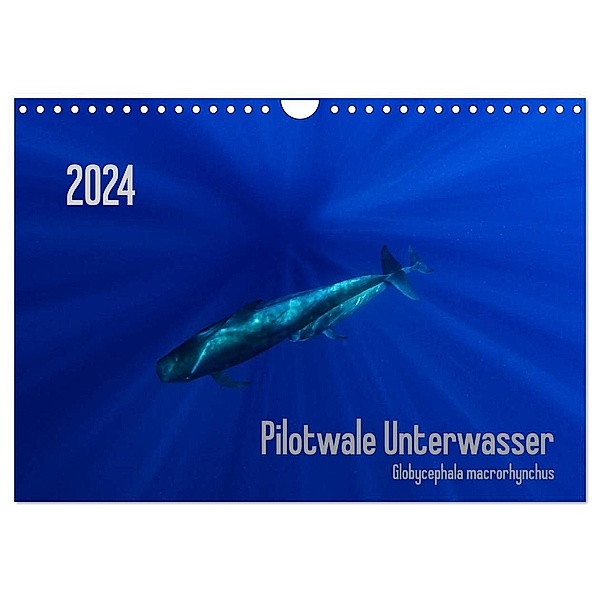 Pilotwale Unterwasser - Globicephala macrorhynchus (Wandkalender 2024 DIN A4 quer), CALVENDO Monatskalender, Claudia Weber-Gebert
