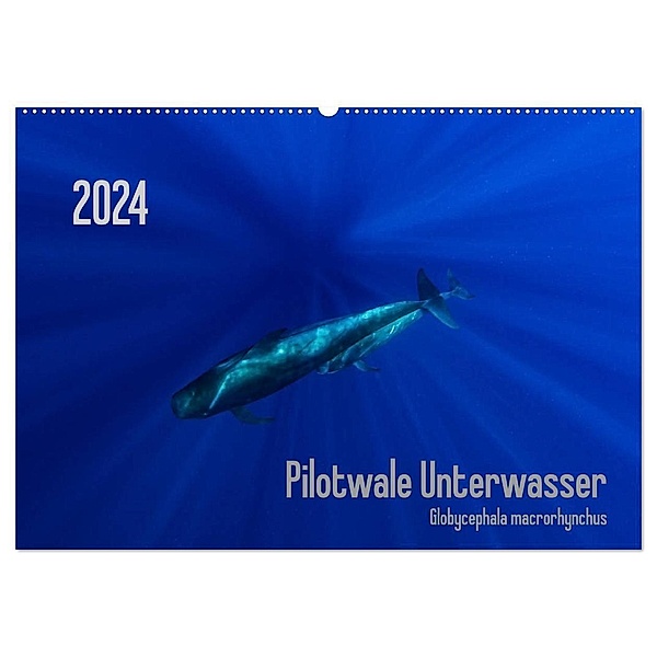 Pilotwale Unterwasser - Globicephala macrorhynchus (Wandkalender 2024 DIN A2 quer), CALVENDO Monatskalender, Claudia Weber-Gebert