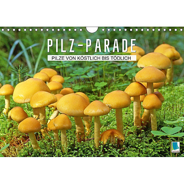 Pilz-Parade - Pilze von köstlich bis tödlich (Wandkalender 2019 DIN A4 quer), Calvendo