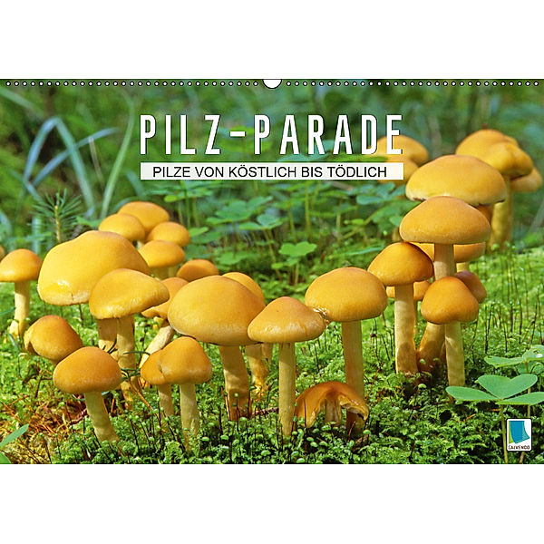 Pilz-Parade - Pilze von köstlich bis tödlich (Wandkalender 2019 DIN A2 quer), Calvendo