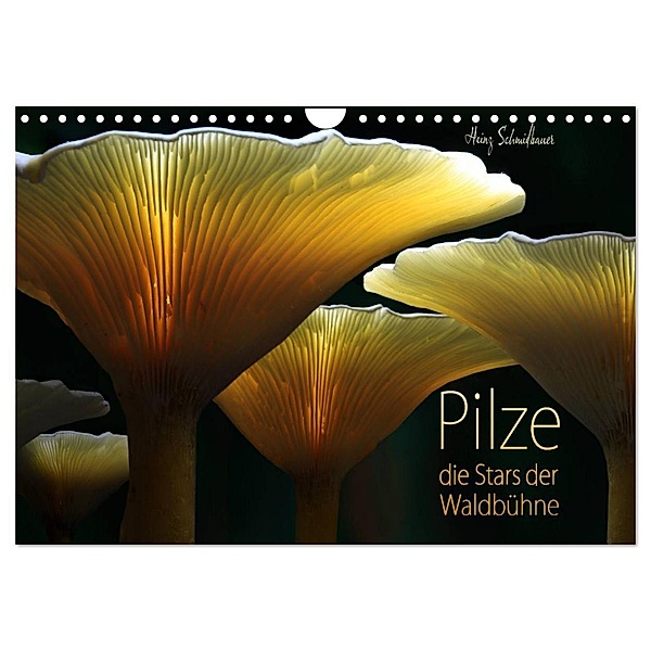 Pilze - die Stars der Waldbühne (Wandkalender 2024 DIN A4 quer), CALVENDO Monatskalender, Heinz Schmidbauer