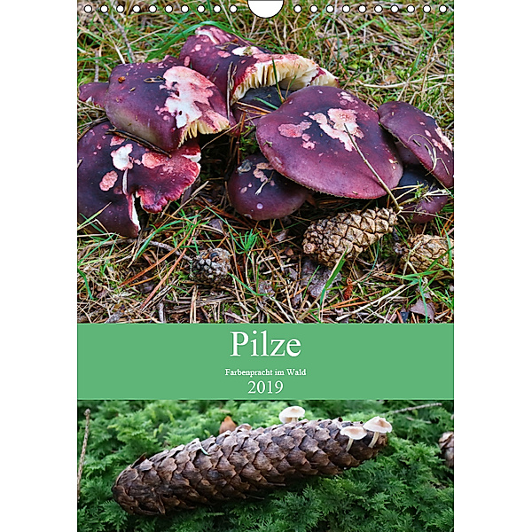 Pilze - Farbenpracht im Wald (Wandkalender 2019 DIN A4 hoch), Almut Barden