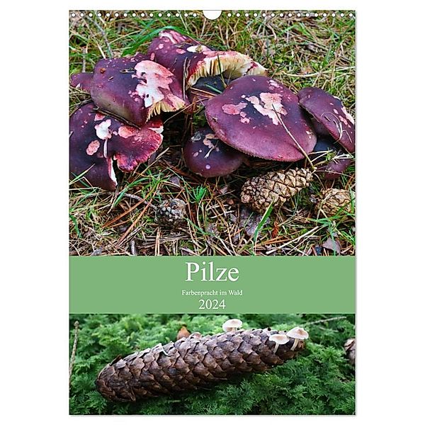 Pilze - Farbenpracht im Wald (Wandkalender 2024 DIN A3 hoch), CALVENDO Monatskalender, Almut Barden