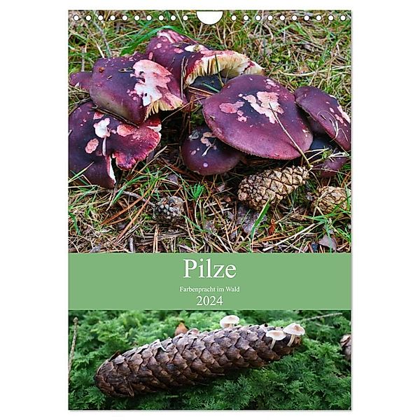 Pilze - Farbenpracht im Wald (Wandkalender 2024 DIN A4 hoch), CALVENDO Monatskalender, Almut Barden