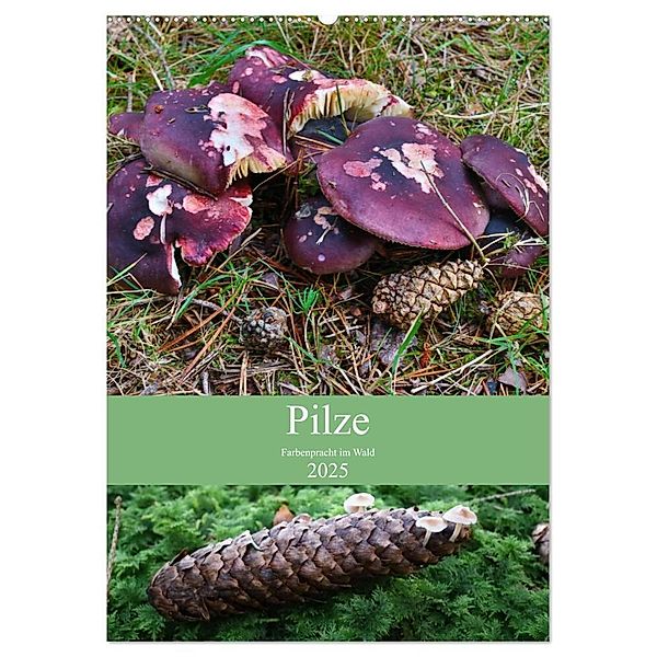 Pilze - Farbenpracht im Wald (Wandkalender 2025 DIN A2 hoch), CALVENDO Monatskalender, Calvendo, Almut Barden