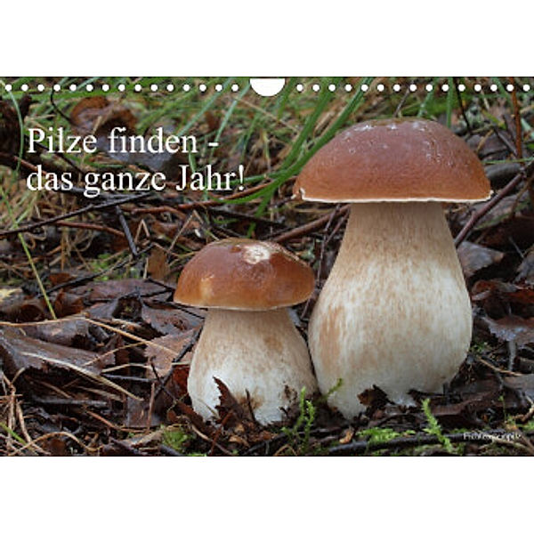 Pilze finden - das ganze Jahr! (Wandkalender 2022 DIN A4 quer), Rudolf Bindig