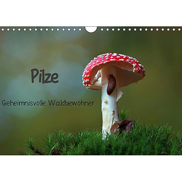 Pilze-Geheimnisvolle Waldbewohner (Wandkalender 2019 DIN A4 quer), Lutz Klapp