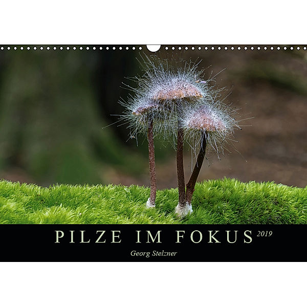 PILZE IM FOKUS 2019 (Wandkalender 2019 DIN A3 quer), Georg Stelzner