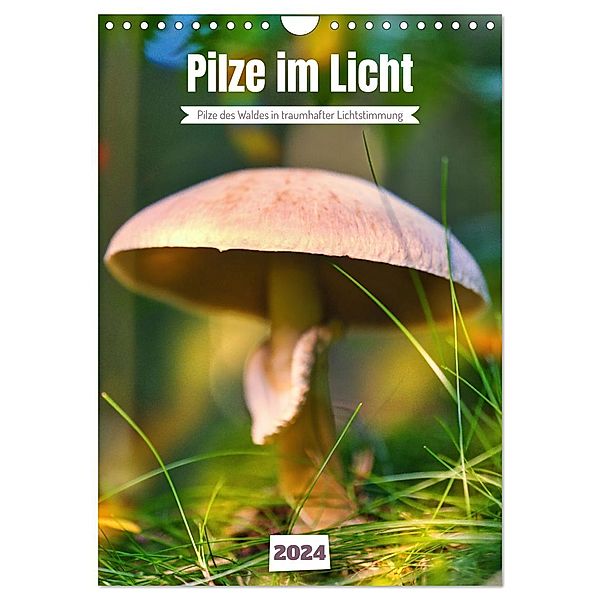 Pilze im Licht (Wandkalender 2024 DIN A4 hoch), CALVENDO Monatskalender, Calvendo, Torsten Irmer