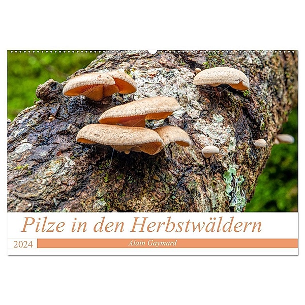 Pilze in den Herbstwäldern (Wandkalender 2024 DIN A2 quer), CALVENDO Monatskalender, Alain Gaymard