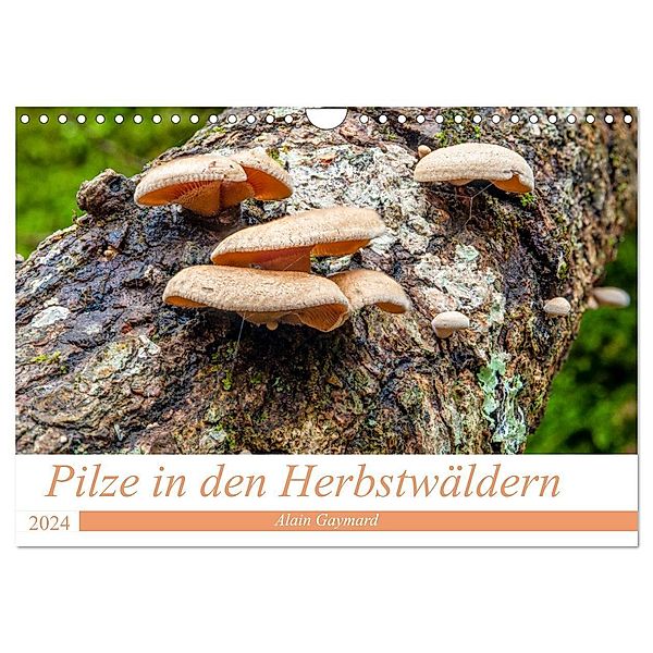 Pilze in den Herbstwäldern (Wandkalender 2024 DIN A4 quer), CALVENDO Monatskalender, Alain Gaymard