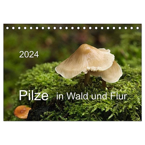 Pilze in Wald und Flur (Tischkalender 2024 DIN A5 quer), CALVENDO Monatskalender, Heinz Pompsch