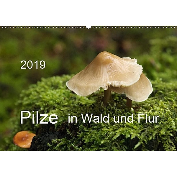 Pilze in Wald und Flur (Wandkalender 2019 DIN A2 quer), Heinz Pompsch