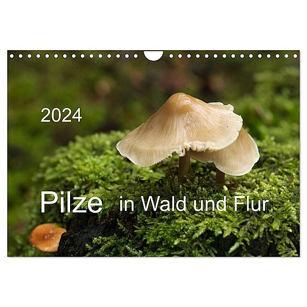 Pilze in Wald und Flur (Wandkalender 2024 DIN A4 quer), CALVENDO Monatskalender, Heinz Pompsch