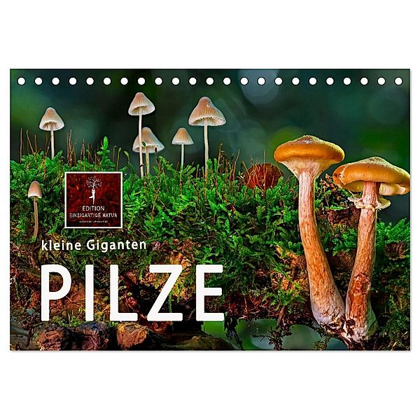 Pilze - kleine Giganten (Tischkalender 2024 DIN A5 quer), CALVENDO Monatskalender, Peter Roder