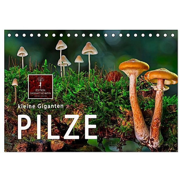 Pilze - kleine Giganten (Tischkalender 2025 DIN A5 quer), CALVENDO Monatskalender, Calvendo, Peter Roder