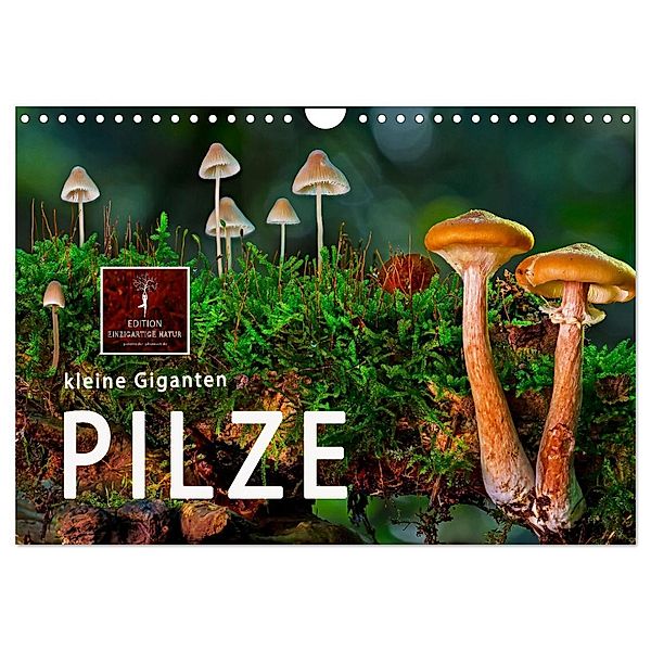 Pilze - kleine Giganten (Wandkalender 2024 DIN A4 quer), CALVENDO Monatskalender, Peter Roder