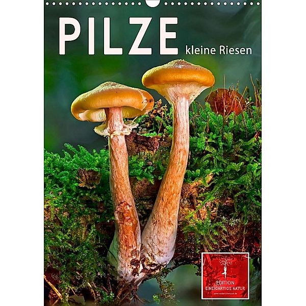 Pilze - kleine Riesen (Wandkalender 2023 DIN A3 hoch), Peter Roder