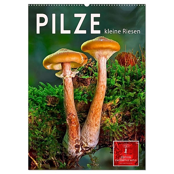 Pilze - kleine Riesen (Wandkalender 2024 DIN A2 hoch), CALVENDO Monatskalender, Peter Roder