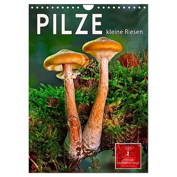 Pilze - kleine Riesen (Wandkalender 2024 DIN A4 hoch), CALVENDO Monatskalender, Peter Roder